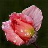 After the Rain 2.jpg